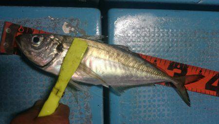 シースナイパー海龍 釣果