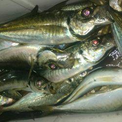 シースナイパー海龍 釣果