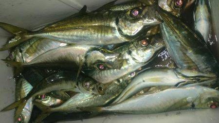 シースナイパー海龍 釣果