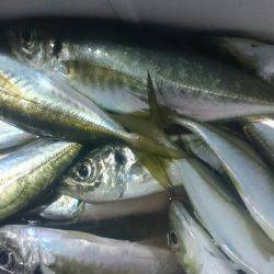 シースナイパー海龍 釣果