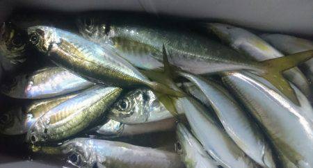 シースナイパー海龍 釣果