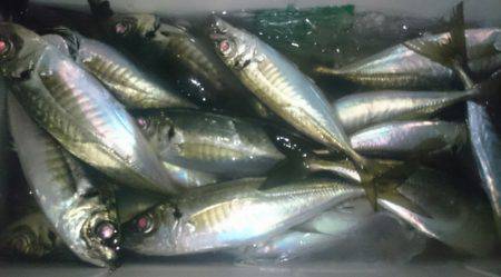 シースナイパー海龍 釣果