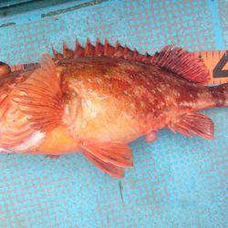 シースナイパー海龍 釣果