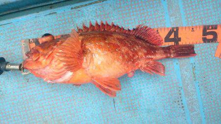 シースナイパー海龍 釣果