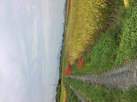 海季丸(みきまる) 釣果