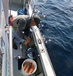 第二清洋丸 釣果