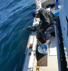 第二清洋丸 釣果