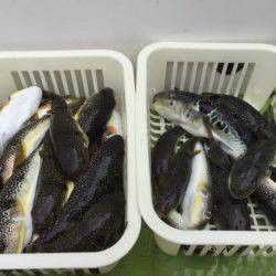 えさ政釣船店 釣果