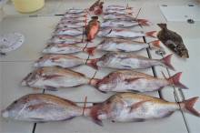 KIM Fishing Guide Ser…