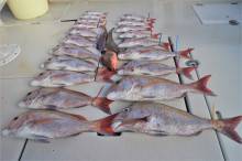 KIM Fishing Guide Ser…