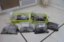 KIM Fishing Guide Service 釣果