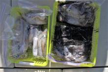 KIM Fishing Guide Service 釣果