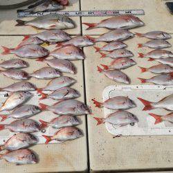 リトルワン 釣果