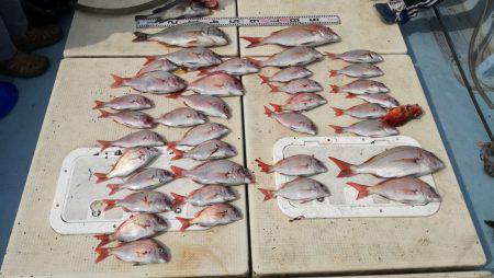 リトルワン 釣果