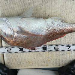 リトルワン 釣果