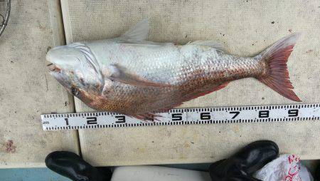 リトルワン 釣果