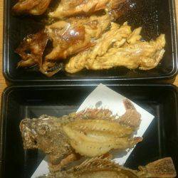 リトルワン 釣果