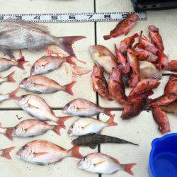 リトルワン 釣果