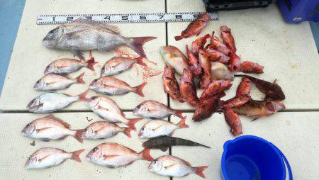 リトルワン 釣果