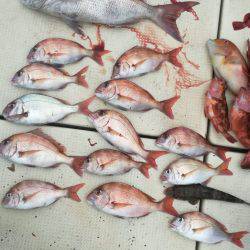 リトルワン 釣果