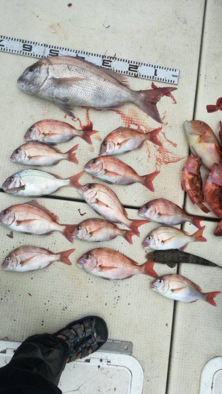 リトルワン 釣果