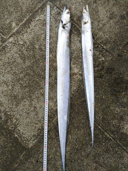 ２週間ぶりのタチウオ