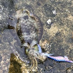 雨のなかでエギング