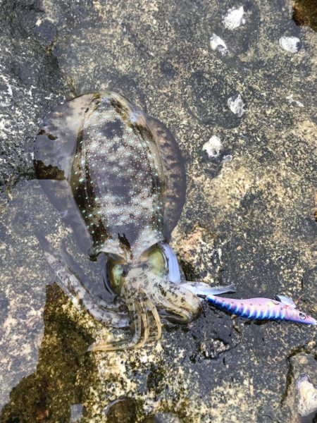 雨のなかでエギング