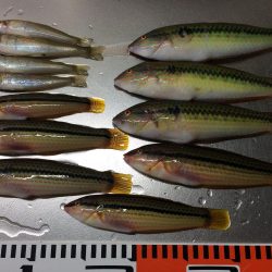 ベラが入れ食いでした