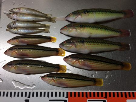 ベラが入れ食いでした