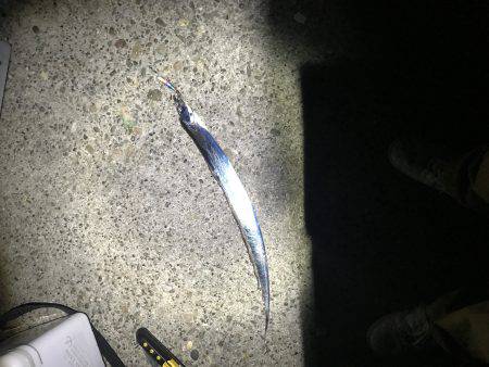 タチウオを求めて