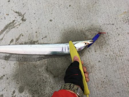 ジギングで太刀魚