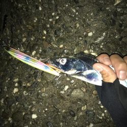 朝まずめ淡路島