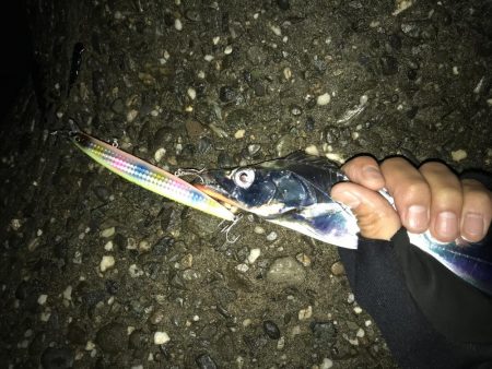 朝まずめ淡路島