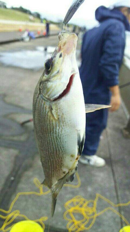 ヒイラギ、メジナ、ギンポ