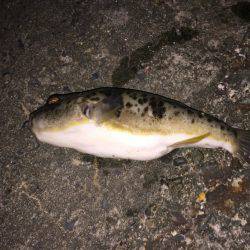 アジ探し 大阪南