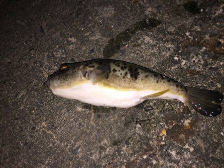 アジ探し 大阪南