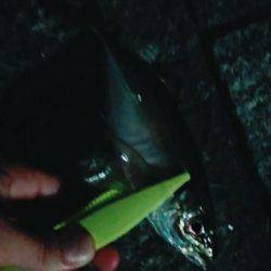 今月一発目のアジング。