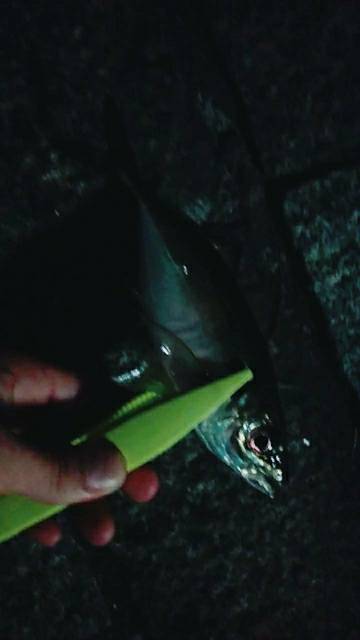 今月一発目のアジング。
