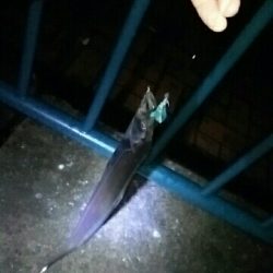 雨にも負けず♪