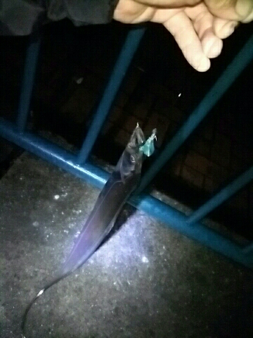 雨にも負けず♪