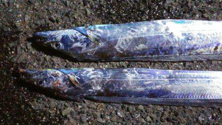 イワシが釣れず、ルアーで