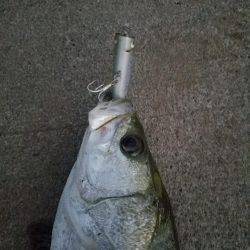 シーバスフィッシング