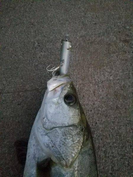 シーバスフィッシング