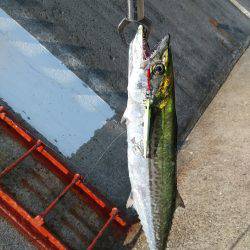 西野渡船さんに乗りました