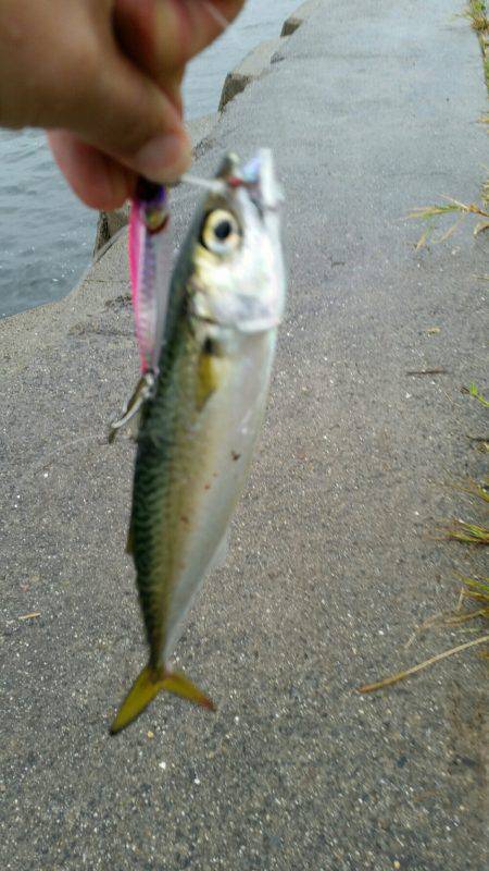 舞洲ショアジギング