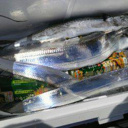 神戸沖 船太刀魚 西宮釣人家にて