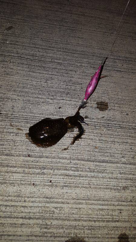 秋アオリ不発‼