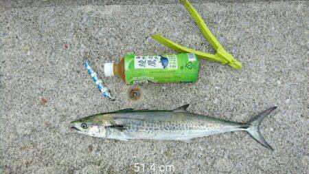 タチウオ食べたい…