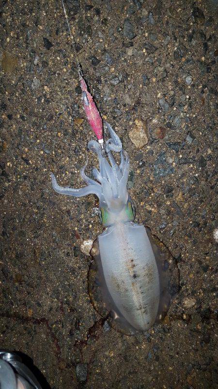 秋アオリが釣りたい～season3～